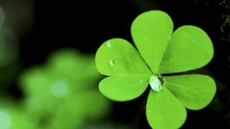 Clover Wallpaper