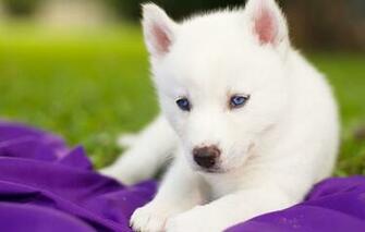 Wallpaper Siberian Husky Puppy White Blue Eyes Dog