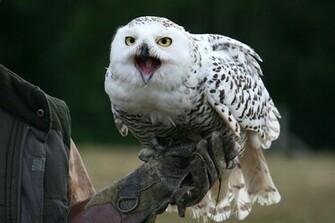 Related Pictures Snowy Owl Wallpaper Photos Image