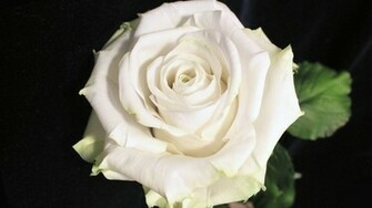 White Rose On A Black Background Wallpaper And Image