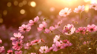 Floral Desktop Wallpaper