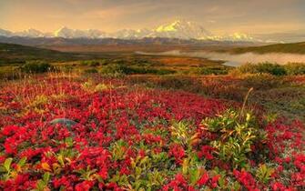 Widescreen Wallpaper Spring