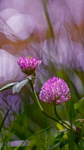 Clover Pink Flowers Hazy iPhone 6s Plus Wallpaper