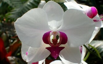White Orchid Wallpaper Flower