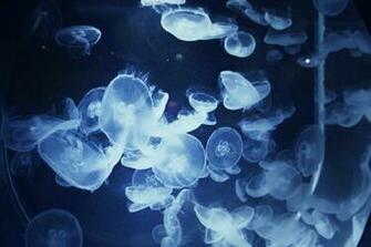 Jellyfish Underwater Ocean Sea Bokeh Jelly Wallpaper Background