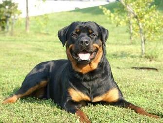 Rottweiler Wallpaper HD Dogs