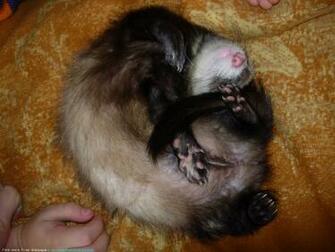 The Ferret Desktop Wallpaper Pictures For Pc Windows