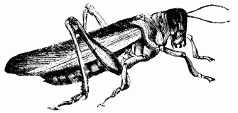 Black Locust Clipart Wallpaper