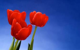 Red Tulip Trio Wallpaper