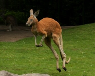 Kangaroo Wallpaper