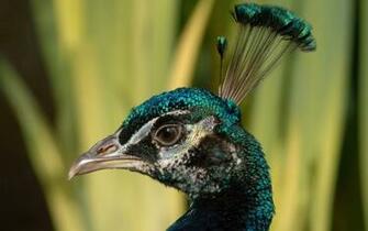 Peafowl Wallpaper First HD