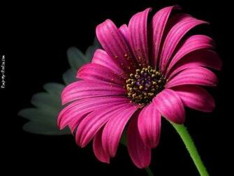 Hot Pink Gerber Daisy Background Pimp My Profile