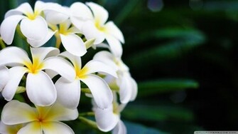 Hawaii Flowers Hawaiian Wallpaper