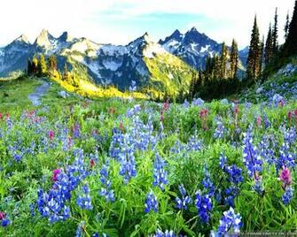 Paysage Beau Printemps Wallpaper