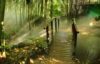 HD Bamboo Wallpaper Net