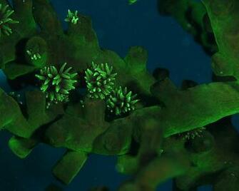 Scuba Diving Desktop Wallpaper Hi Res Pictures High Resolution