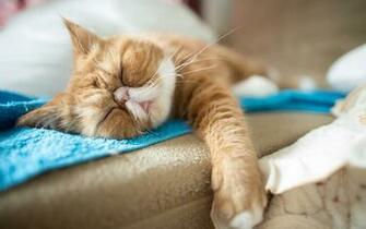 Sleepy Cat Wallpaper