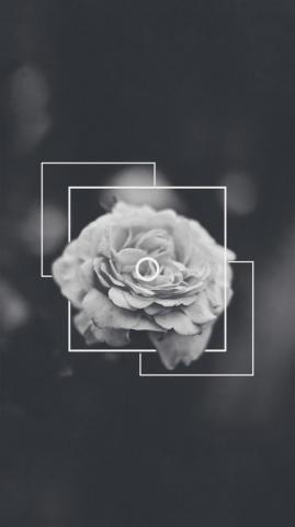 Black Rose Aesthetic Wallpaper On