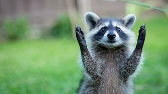 Raccoon HD Wallpaper 7wallpaper Net
