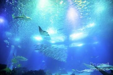 Undersea Deep Background Photograph By Benny Marty