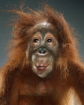 Monkey Wallpaper Funny