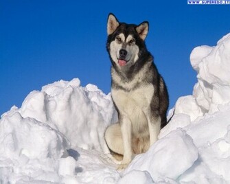 Wallpaper Alaskan Malamute In Alta Definizione HD