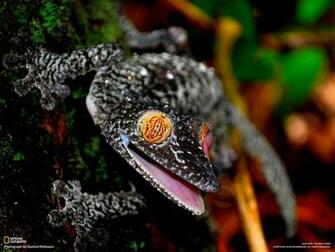 Lizard Crazy Eyes Wallpaper HD