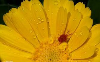National Geographic Wallpaper Flowers Weddingdressin