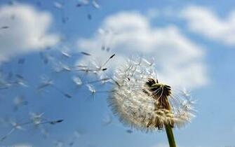 Background HD Wallpaper Fullscreen Widescreen Desktop Background