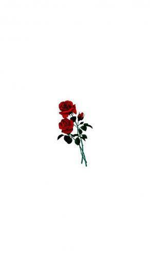 Carmen Pastor iPhone Wallpaper Rose