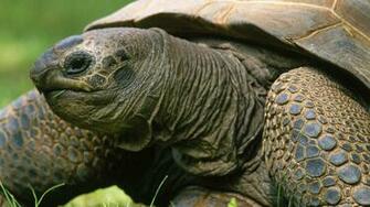 Wallpaper Tortoise Shell Head Herb Full HD 1080p