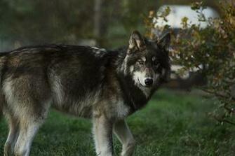 Wolf Wallpaper Theme With Background