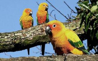 Birds On Branches Wallpaper Which Is Under The