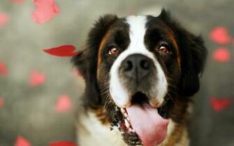 Cute Dog Wallpaper