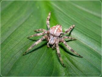 Spider Wallpaper The Animal Kingdom