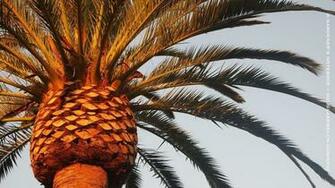 Palm Tree Desktop Wallpaper