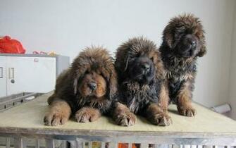 Tibetan Mastiff Puppies Pictures HD Animals Wallpaper