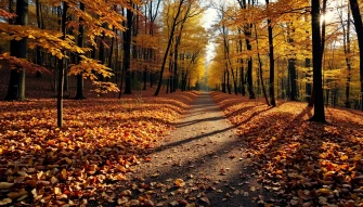 Fall Wallpaper For