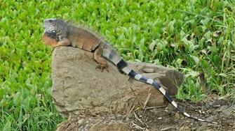 Green Iguana Computer Wallpaper Desktop Background Id