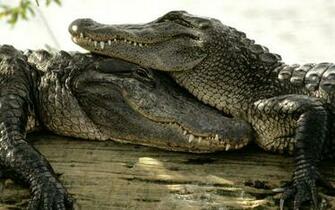 Crocodile Wallpaper