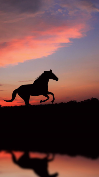 Beautiful Horse Picture Wallpaper Info