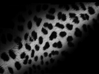 Most Beautiful Apple Mac Os X Leopard Wallpaper