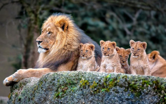 Lion HD Wallpaper