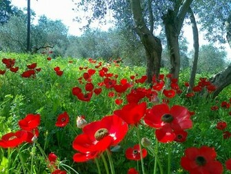 Wallpaper Beautiful Nature