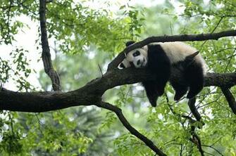 Giant Panda Rests On Tree Kindergarten A Refuge For Baby