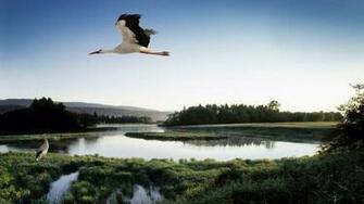 Birds Wallpaper Animals HD Desktop