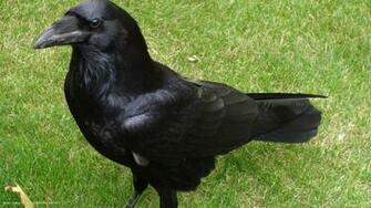 Raven Tower Of London Bird HD Widescreen Wallpaper Birds Background
