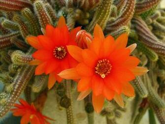 Cactus Flower Wallpaper Computer Beautiful Desktop