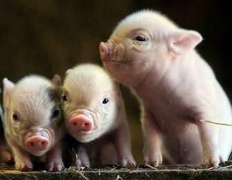 Baby Pigs Wallpaper HD Desktopinhq