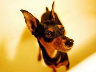 Min Pin Wallpaper